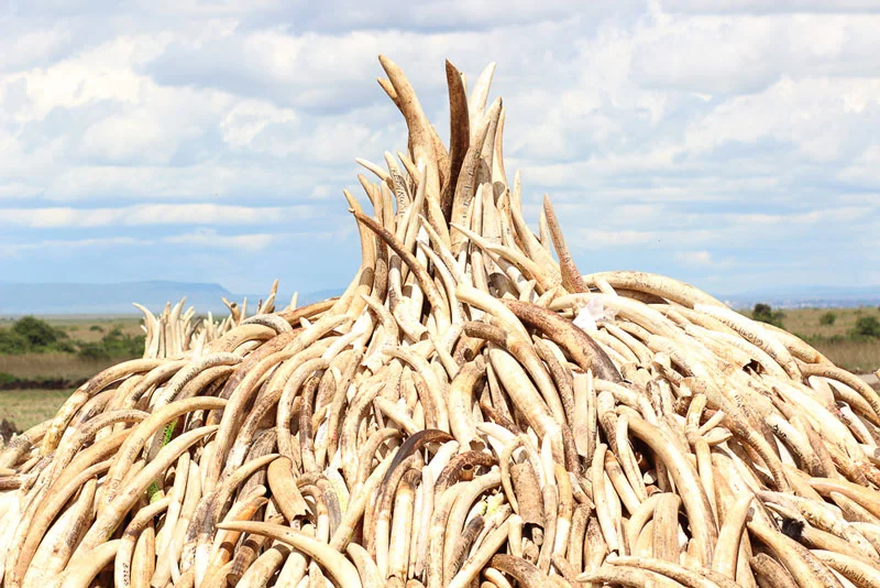 Japanese giant Internet retailer, Rakuten, on July 6, 2017, announced that it was banning the sale of ivory on its site with trading to be phased out over the next month. Read more of the Ivory Ban HERE!