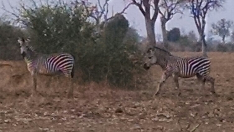 Zebra 1.png