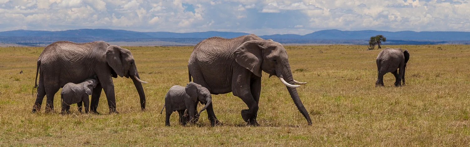 African_elephants_in_Maasai_Mara_National_Reserve_-_Kenya.jpg