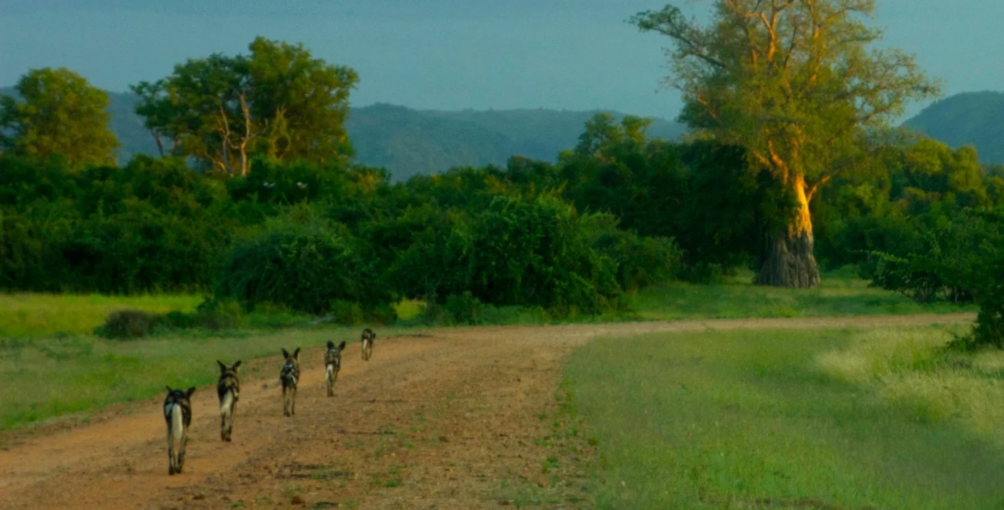 52_WildDogs.jpg