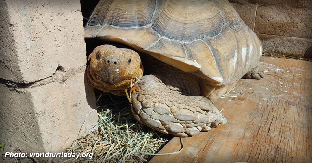 Story and photo: https://www.worldturtleday.org/