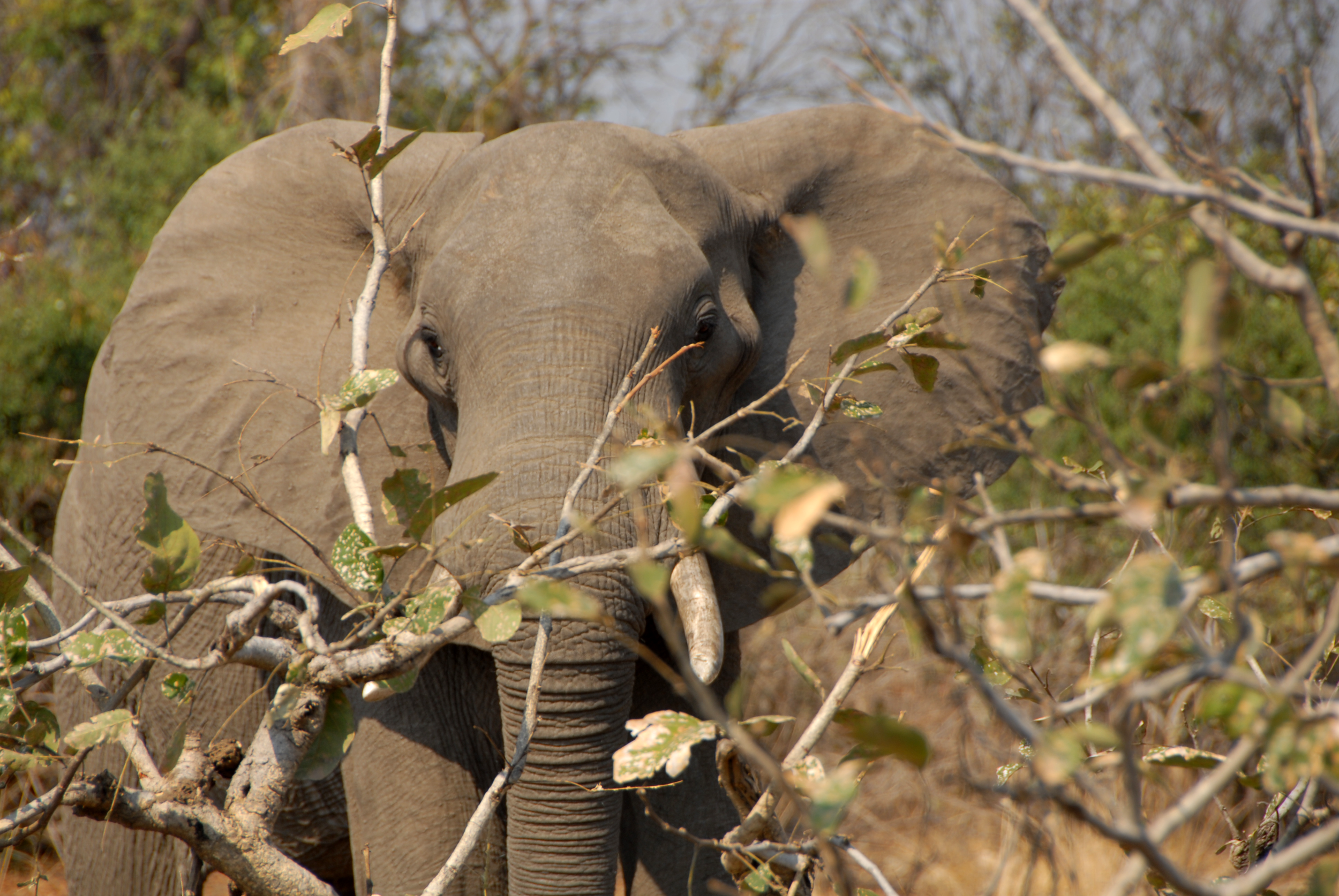 Fighting Extinction with Our Food Choices — Nsefu Wildlife Conservation ...