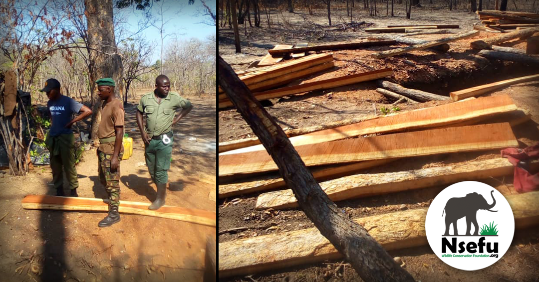 Illegal Logging Operation 