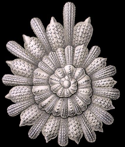 17c48c906d3713bc70d710846bd73ef6--ernst-haeckel-art-patterns-in-nature.jpg