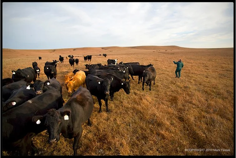 The Count , Wabaunsee County, Kansas, 2010
