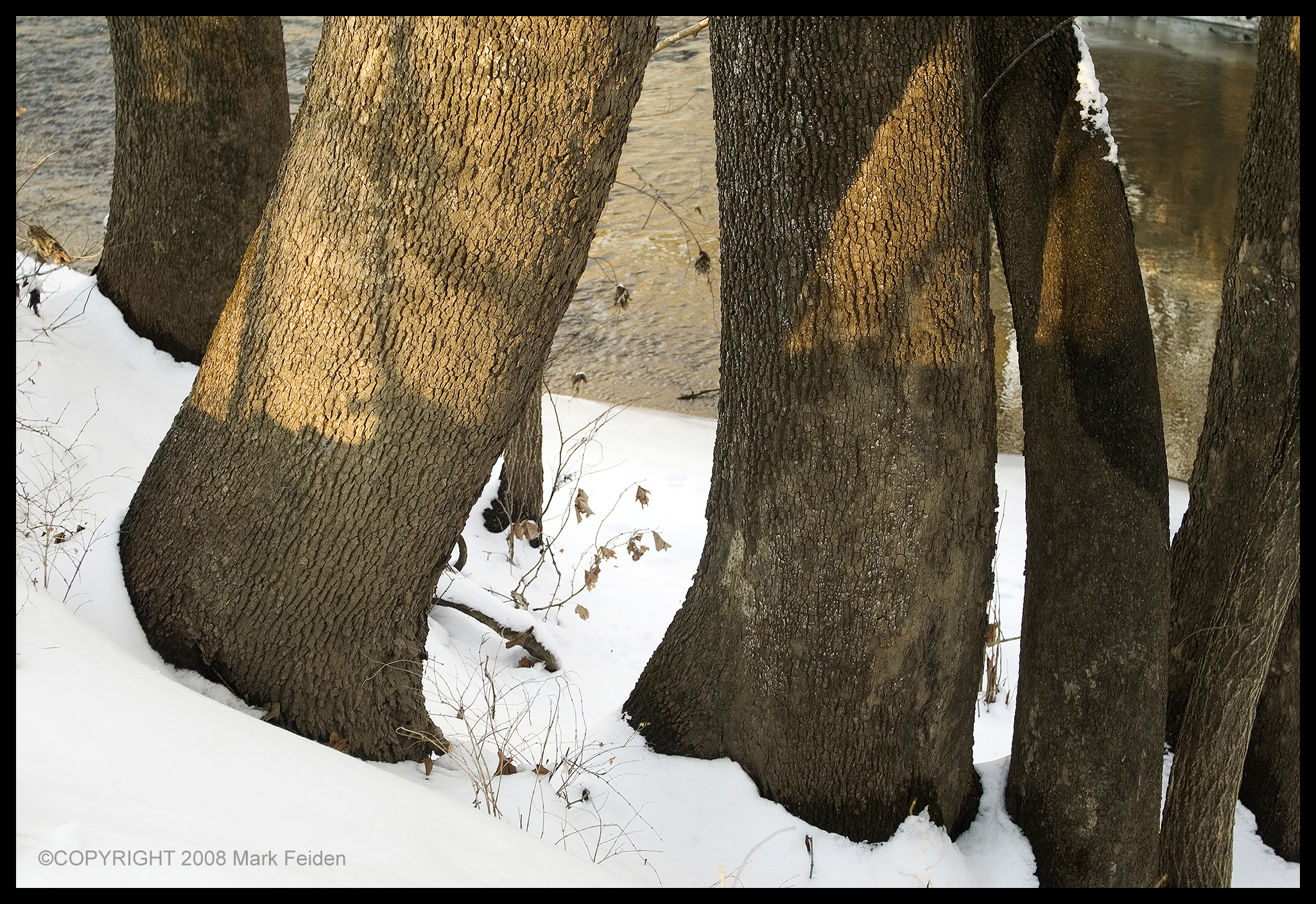 01-117 Elephant Legs