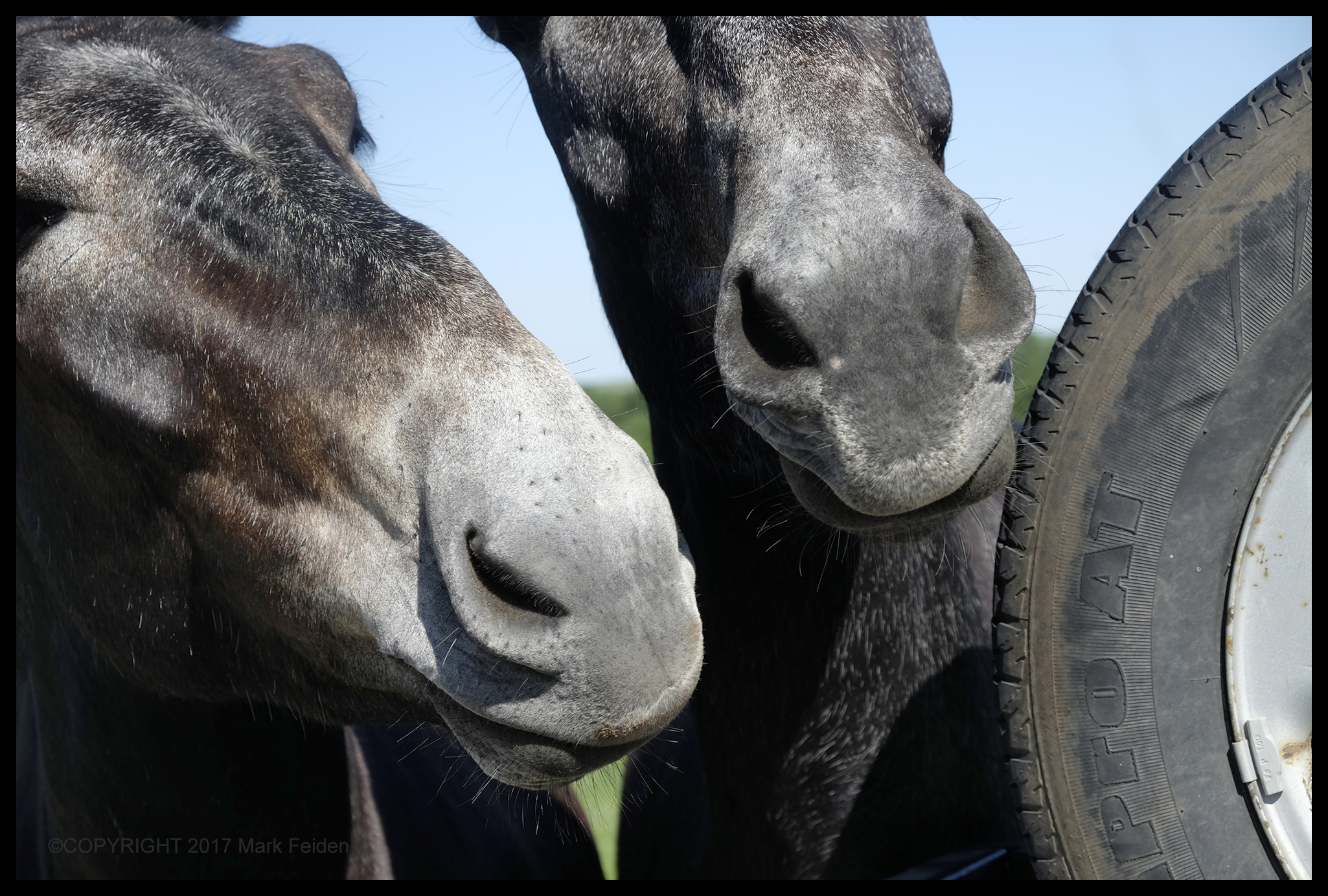 Tire_Sniffers.jpg
