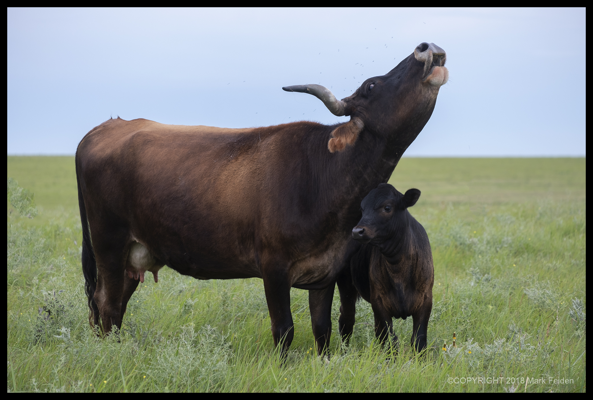 BP-007 Moo