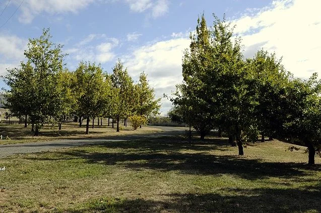 Trees Driveway.JPG