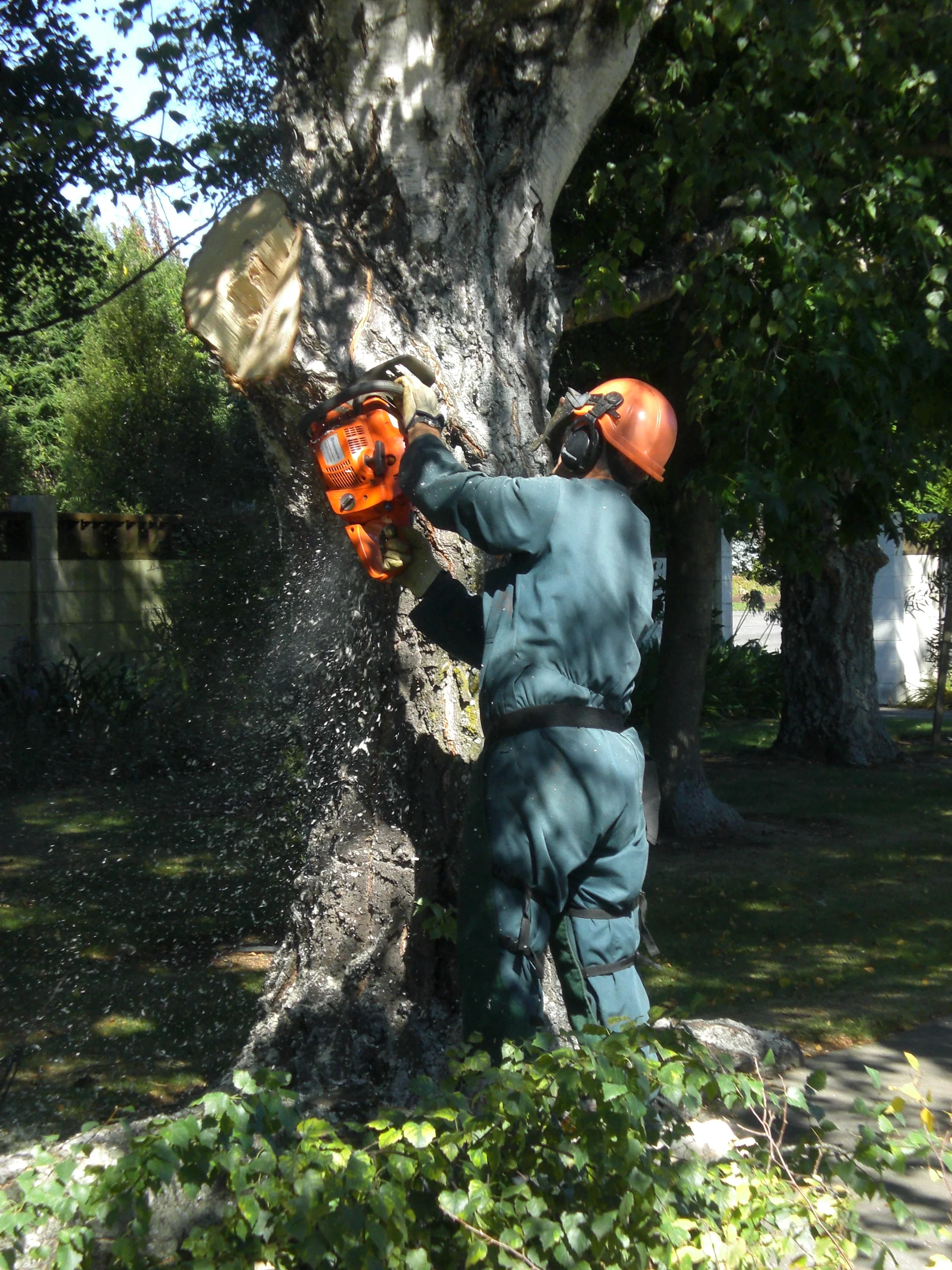 Tree trim 024.JPG