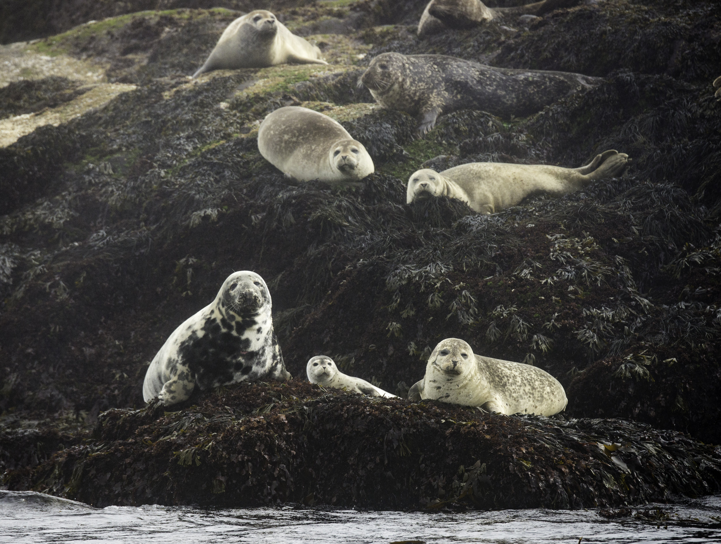 Harbour seals, Passamaquoddy Bay