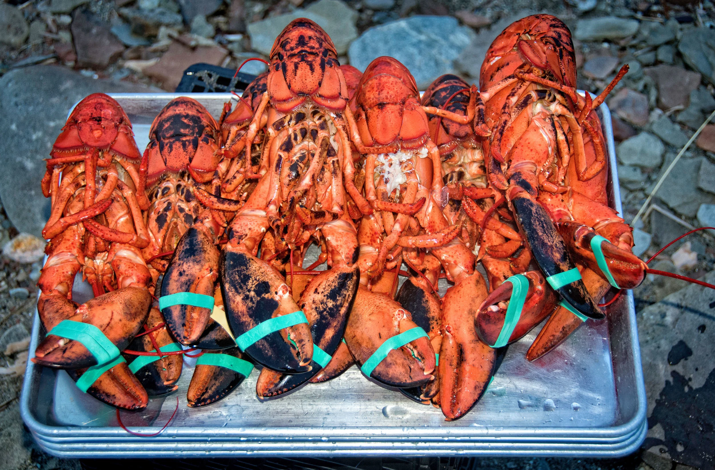 Beach-cooked dinners