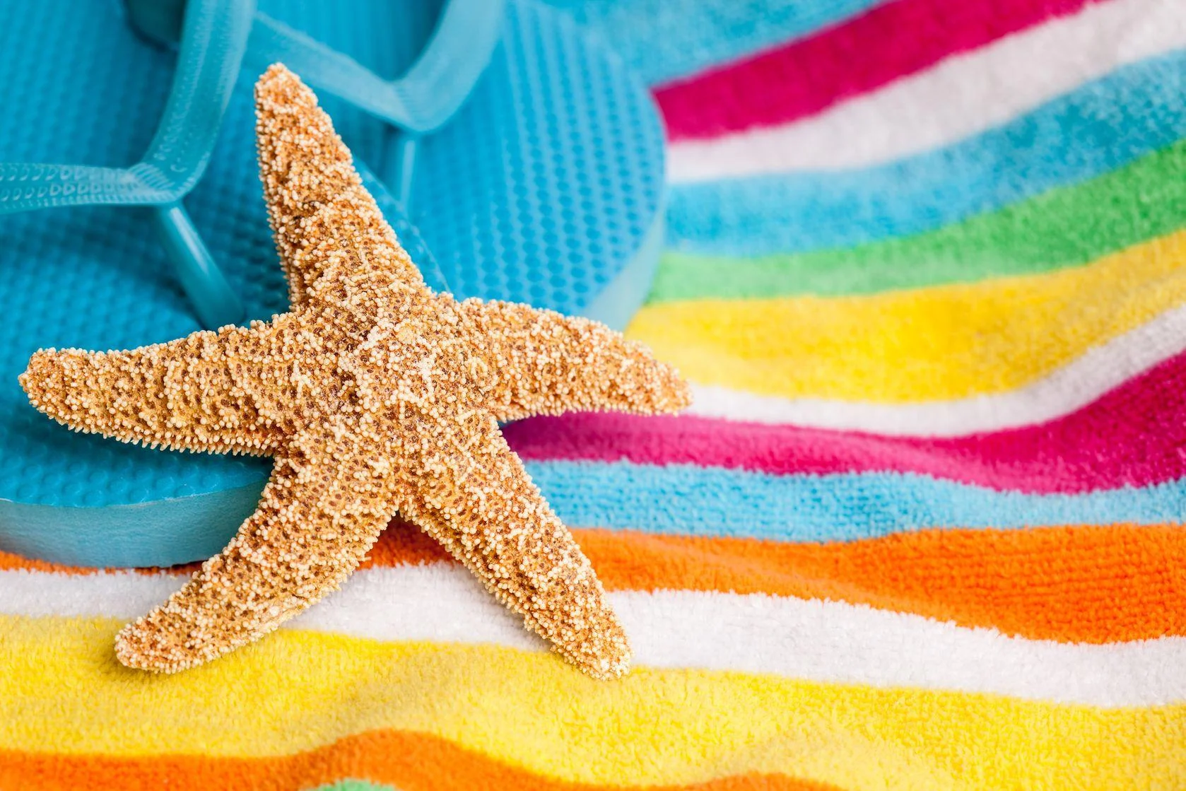 starfish_st.-simons-beach.jpg