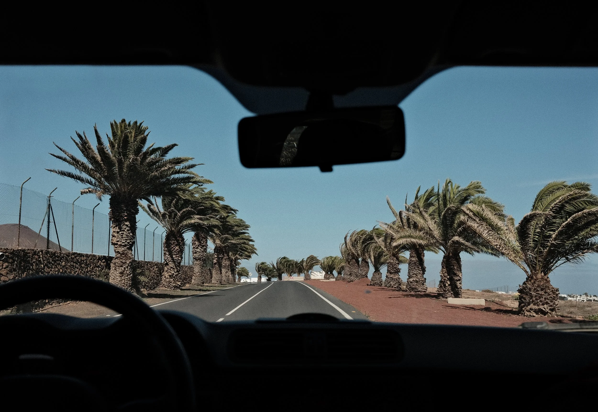 PALMS 2.jpg