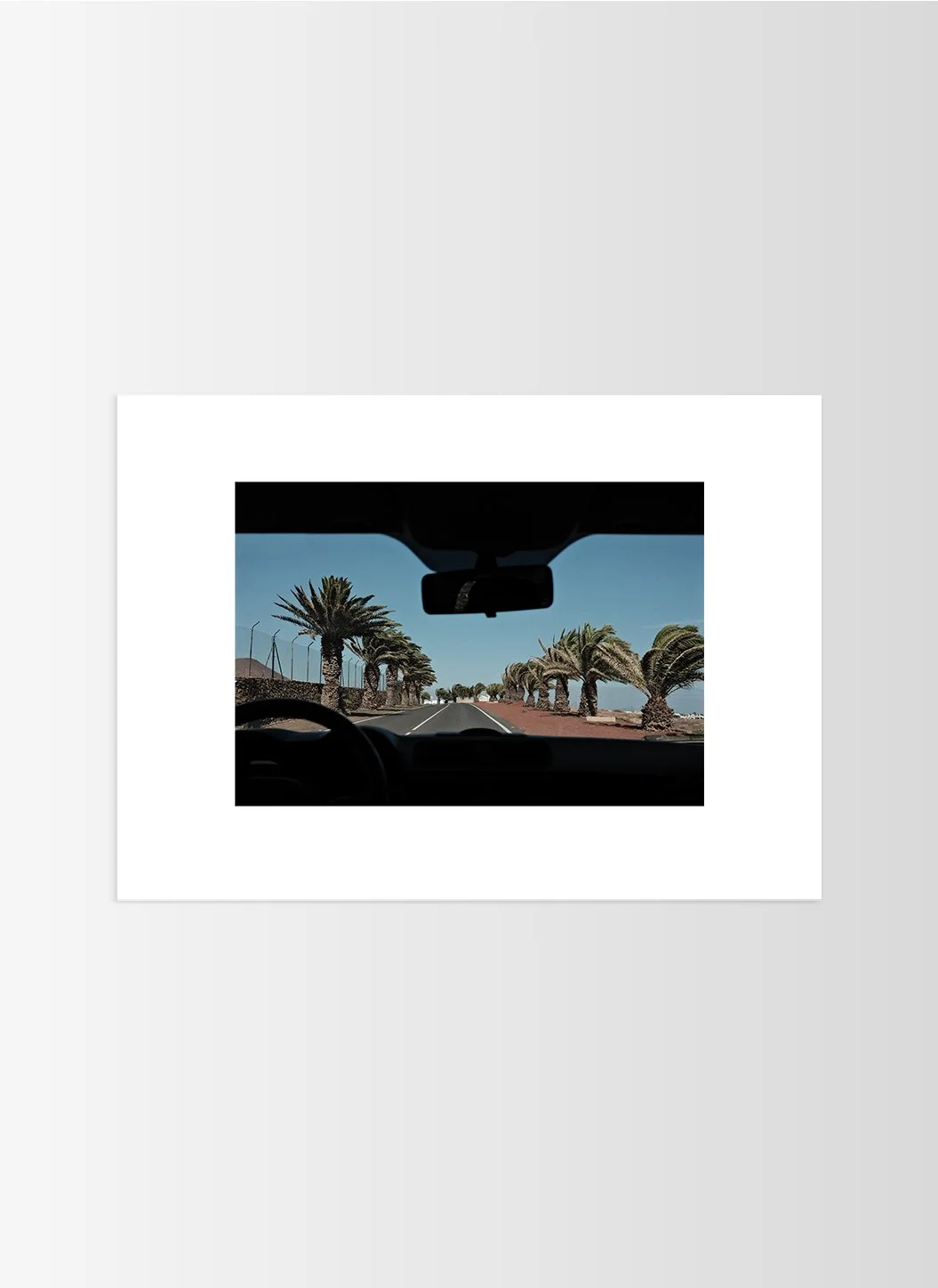 Palms 5.jpg