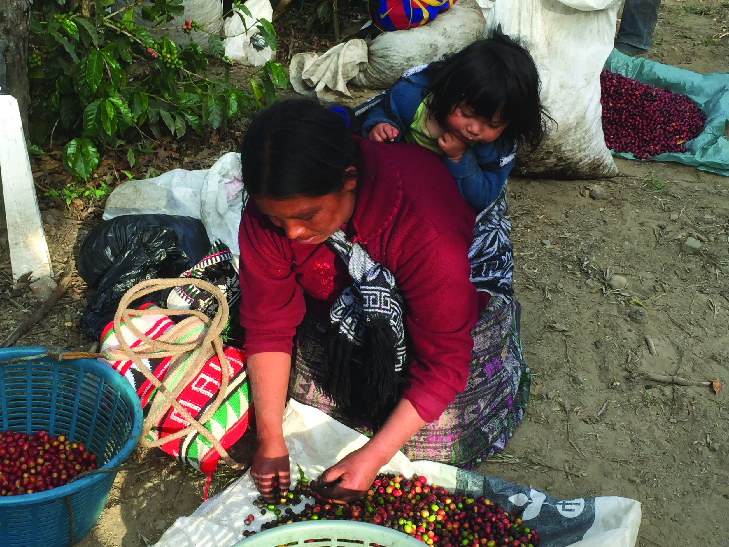 A Mayan coffee harvester hand-selects cherries in Antigua, Guatemala.