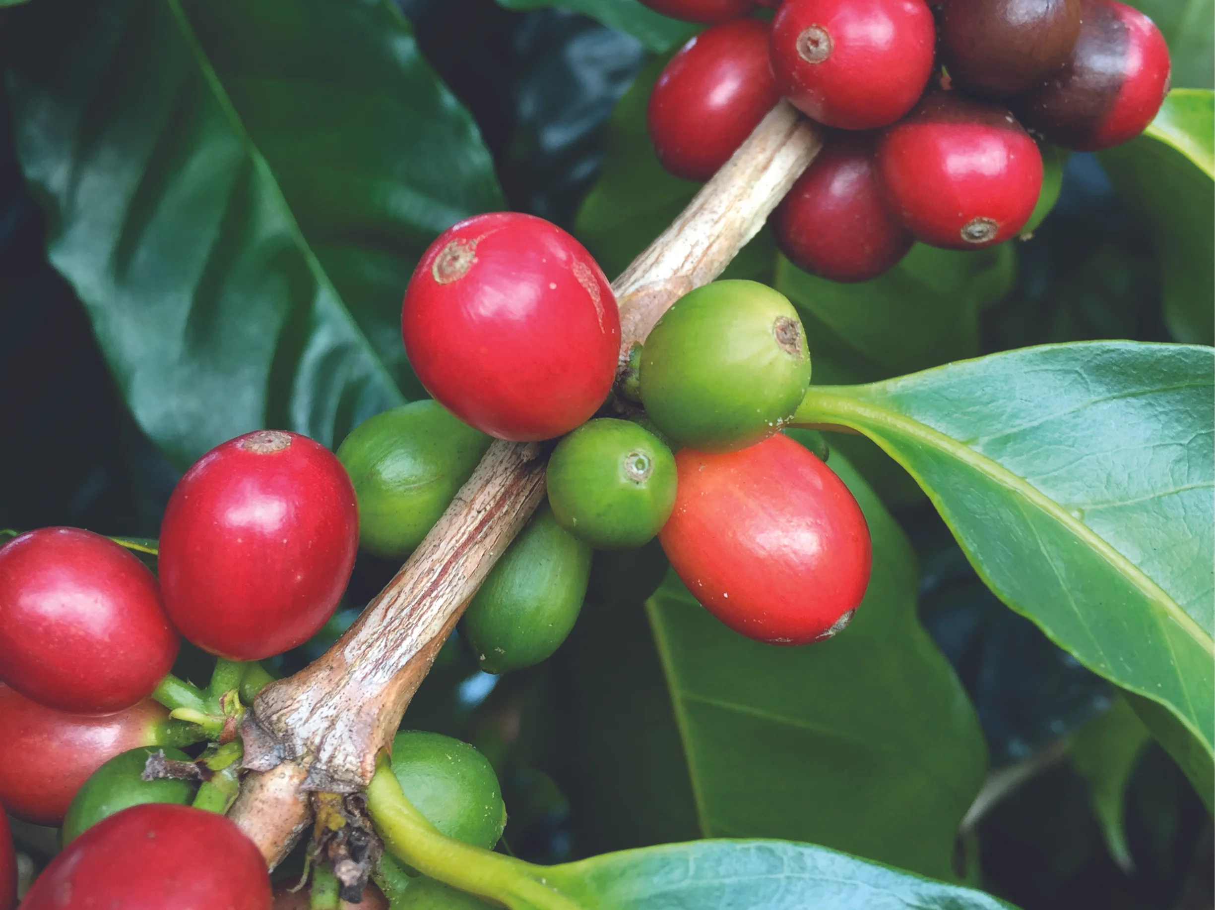 Cherries, the fruit of the coffee plant, ripen at Finca Carolina, a farm in Chinchina, Colombia.