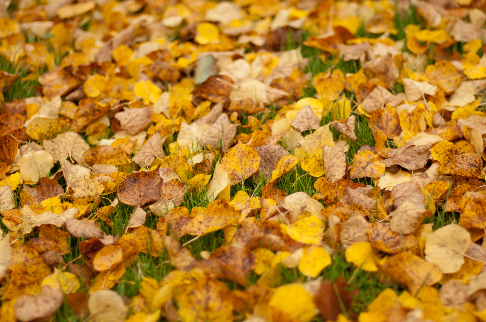 20111102-_BT10207.jpg