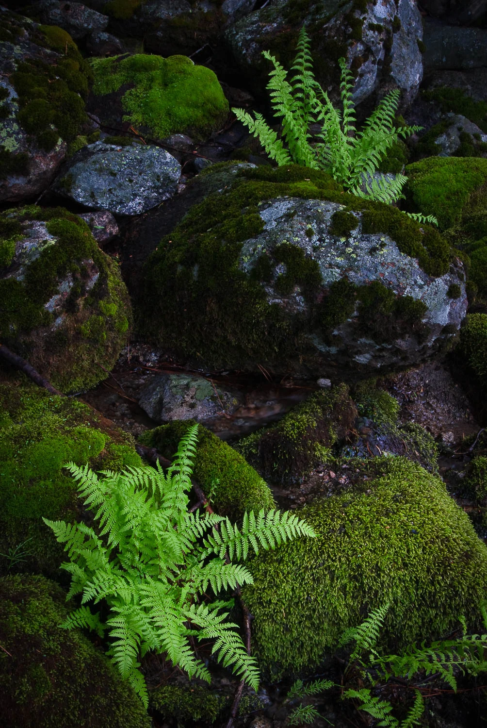 centralca (38 of 71).jpg