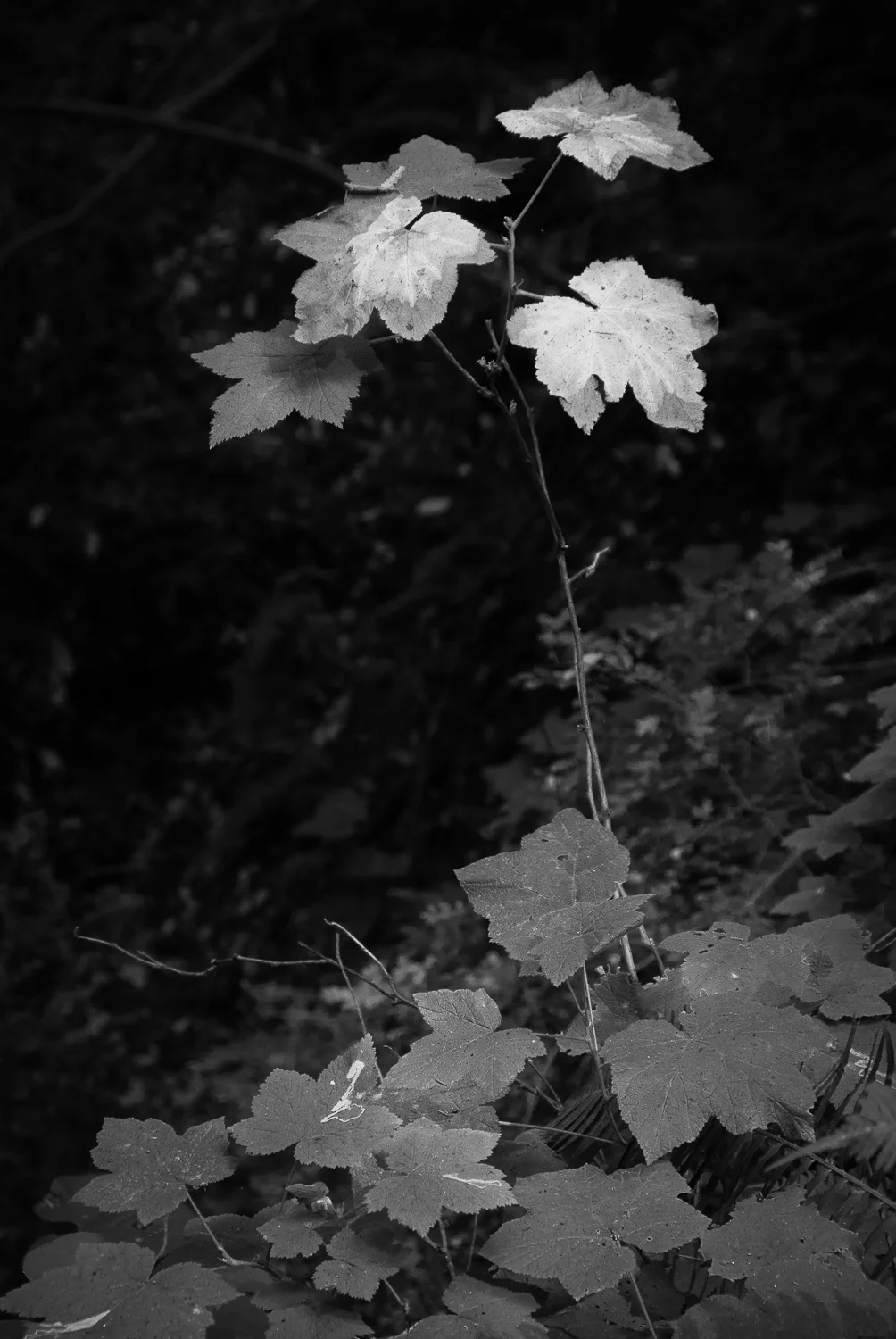 centralca (42 of 71).jpg