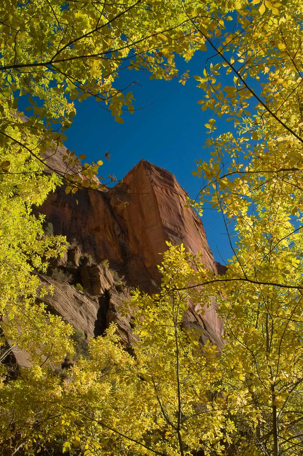 zion (15 of 61).jpg