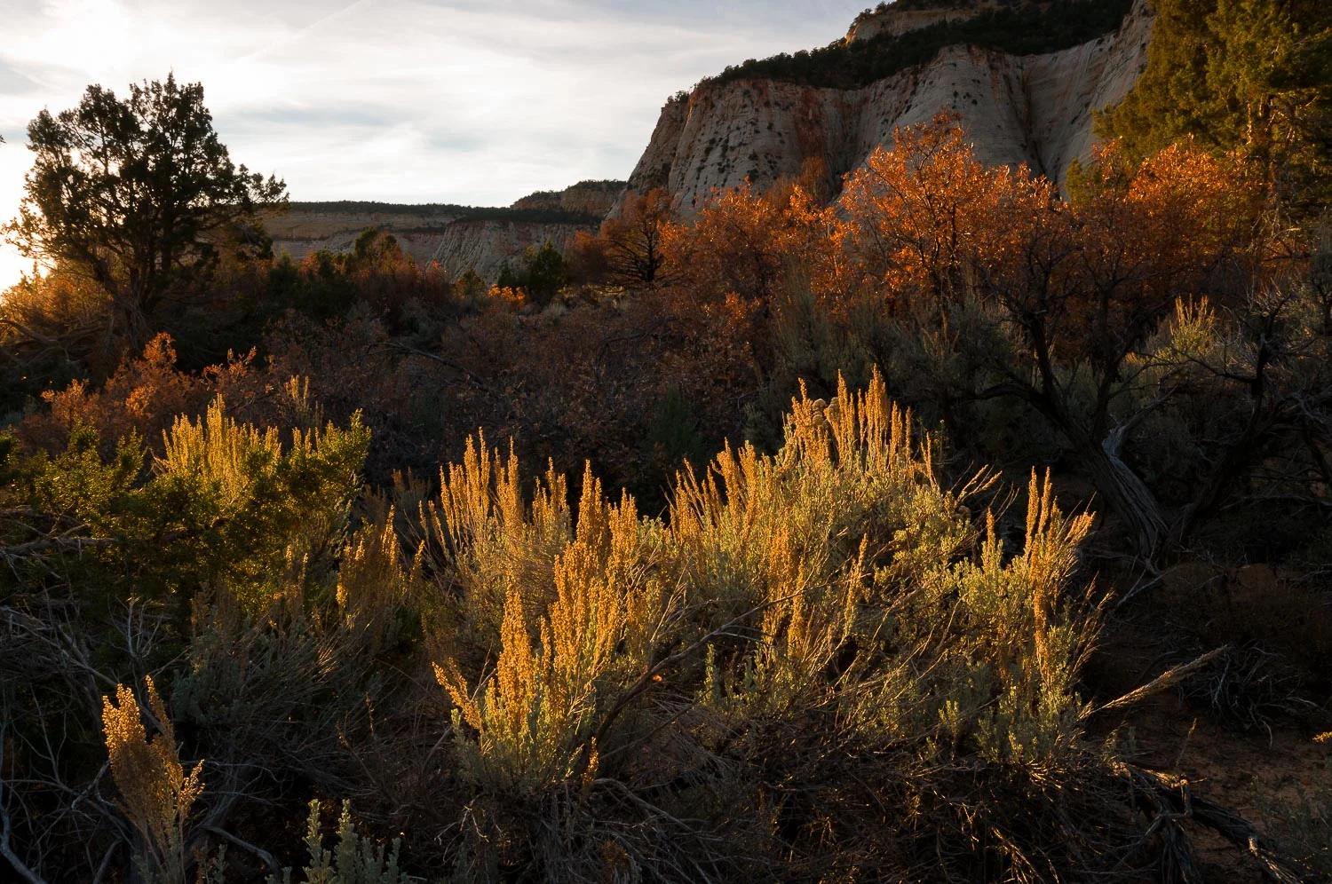 zion (23 of 61).jpg