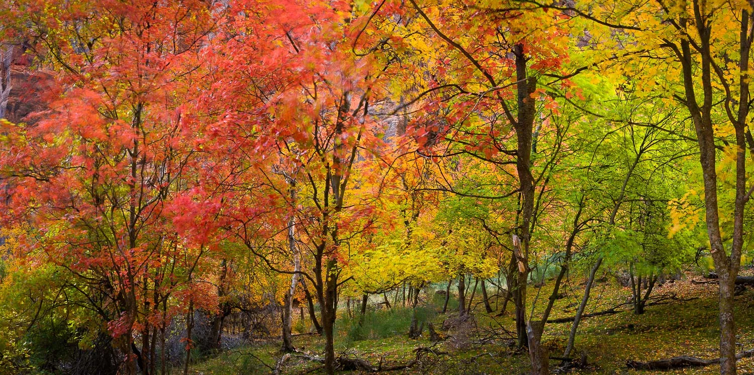 zion (25 of 61).jpg