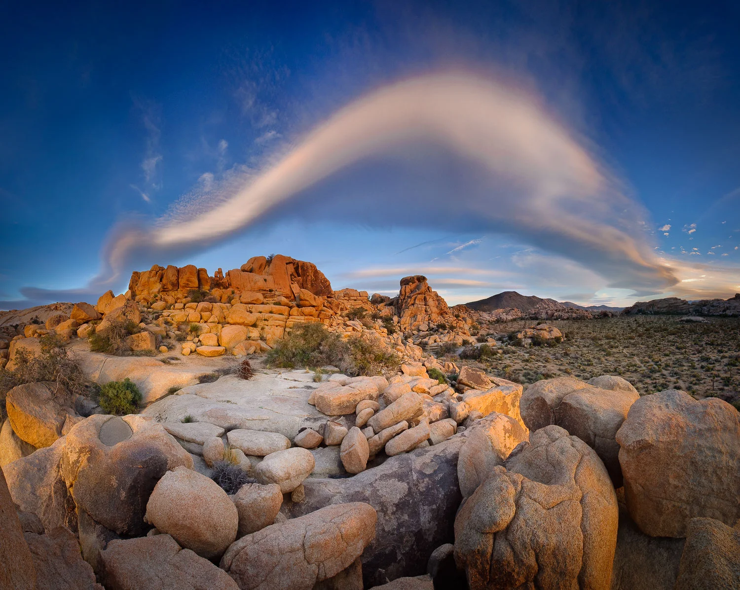 joshuatree (15 of 27).jpg