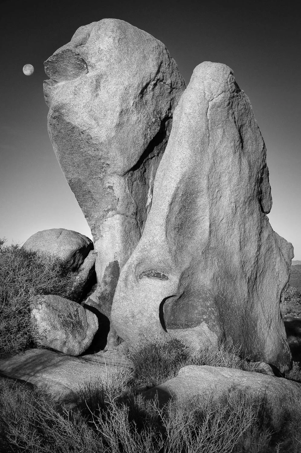 joshuatree (18 of 27).jpg