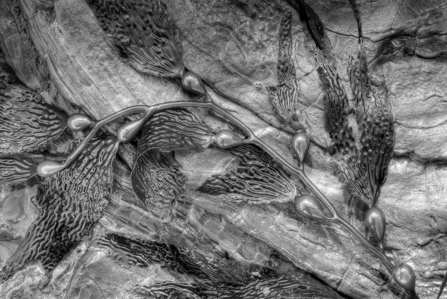 texture (5 of 77).jpg