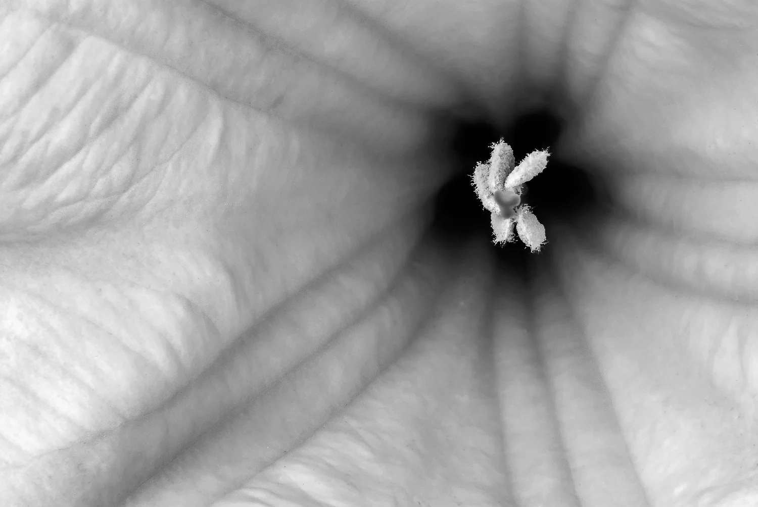 texture (6 of 77).jpg