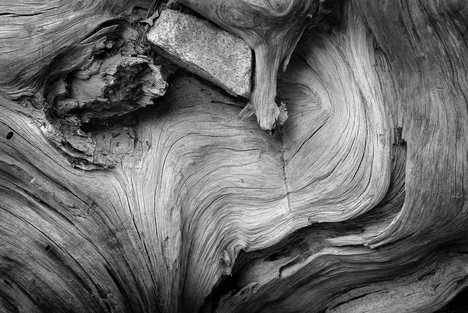 texture (8 of 77).jpg
