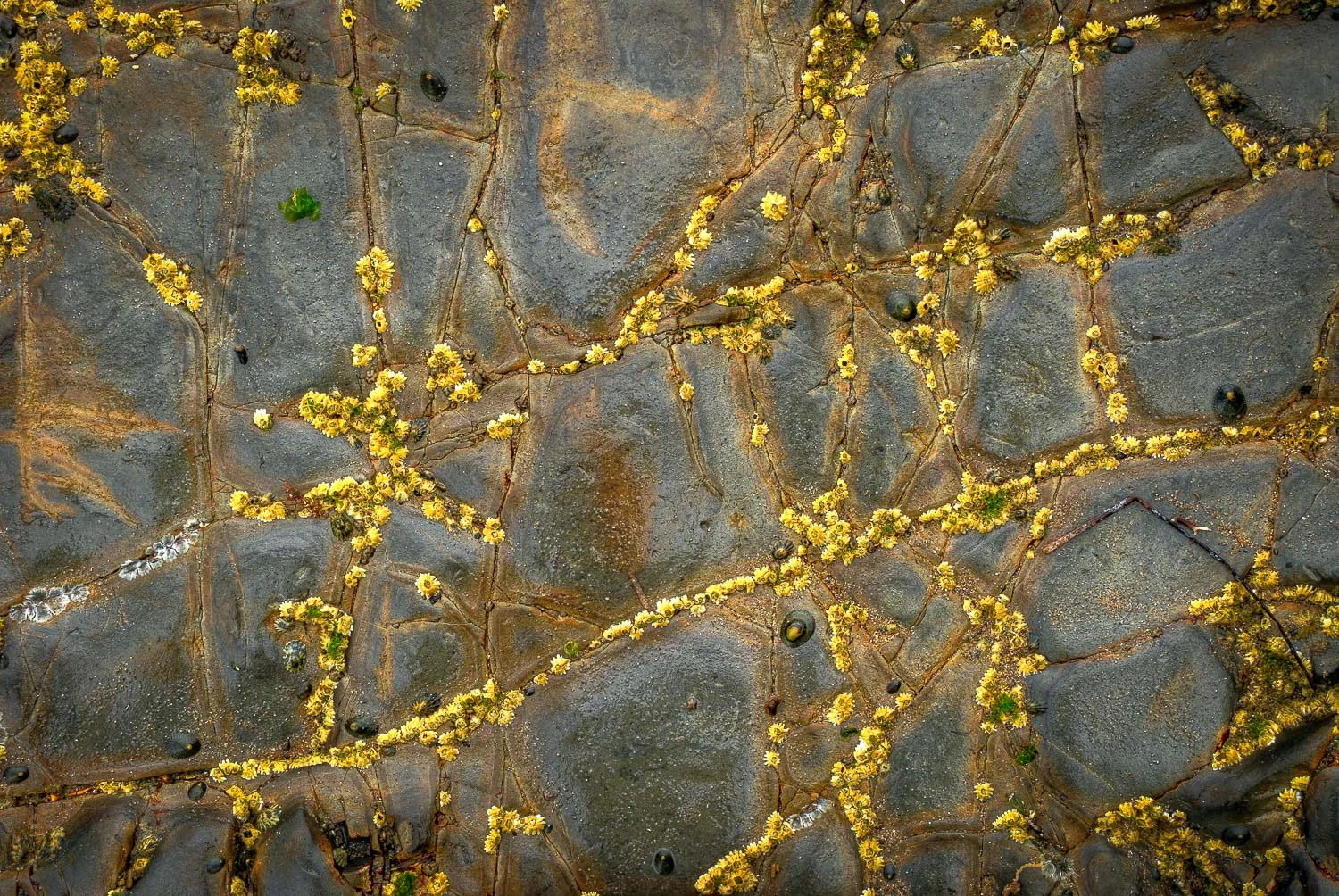 texture (10 of 77).jpg