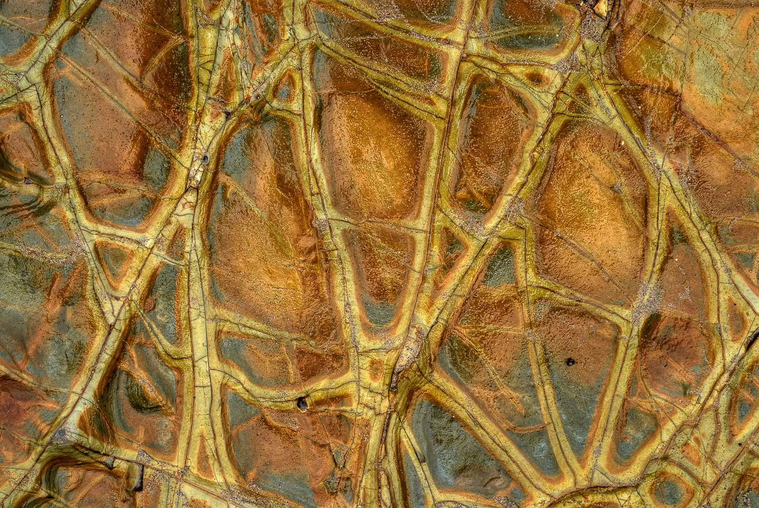 texture (12 of 77).jpg