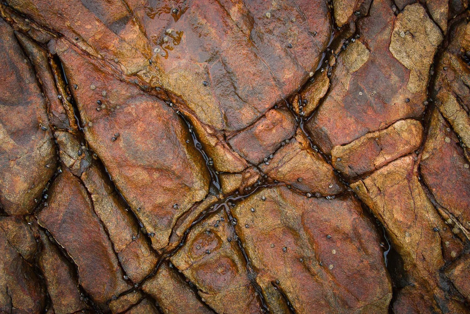 texture (23 of 77).jpg