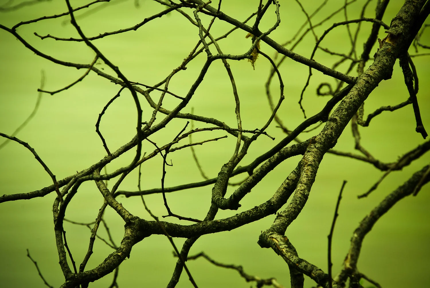 texture (24 of 77).jpg