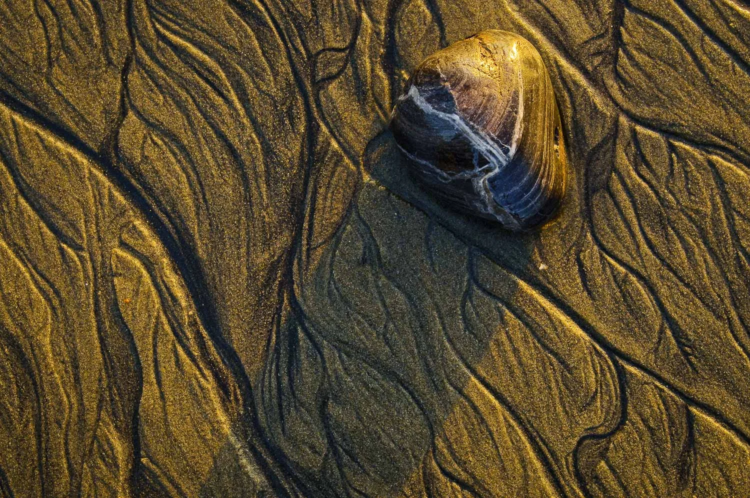 texture (36 of 77).jpg