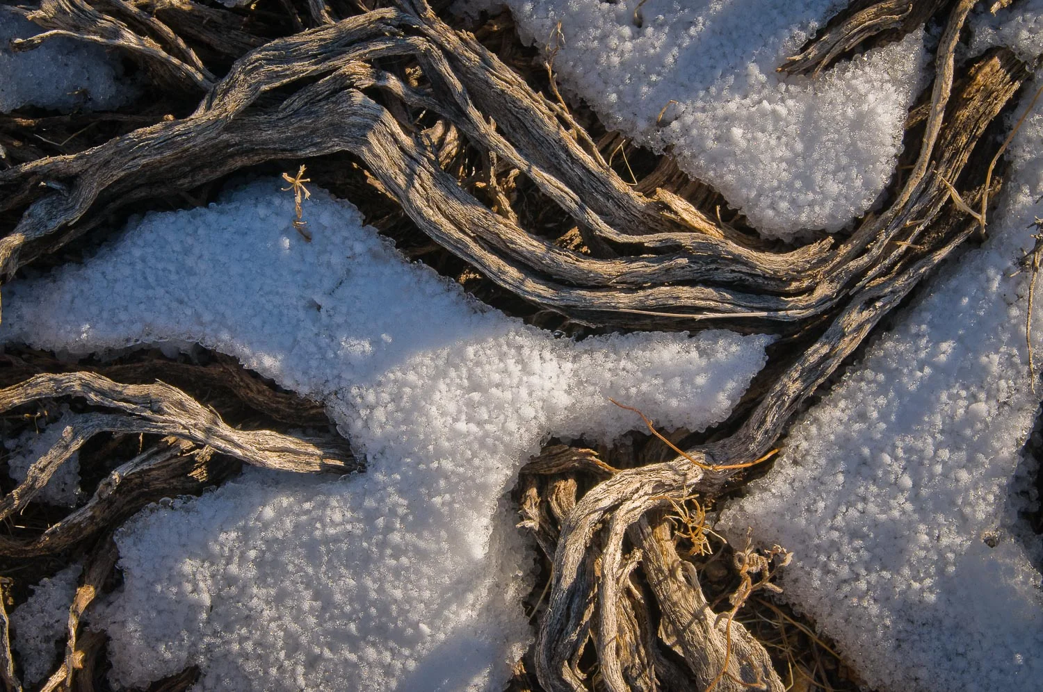 texture (40 of 77).jpg