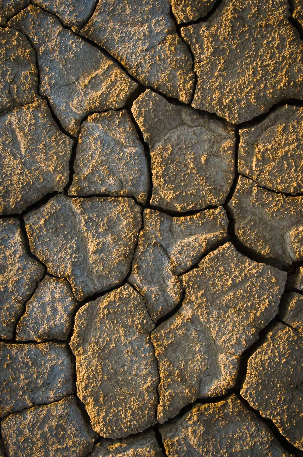 texture (43 of 77).jpg
