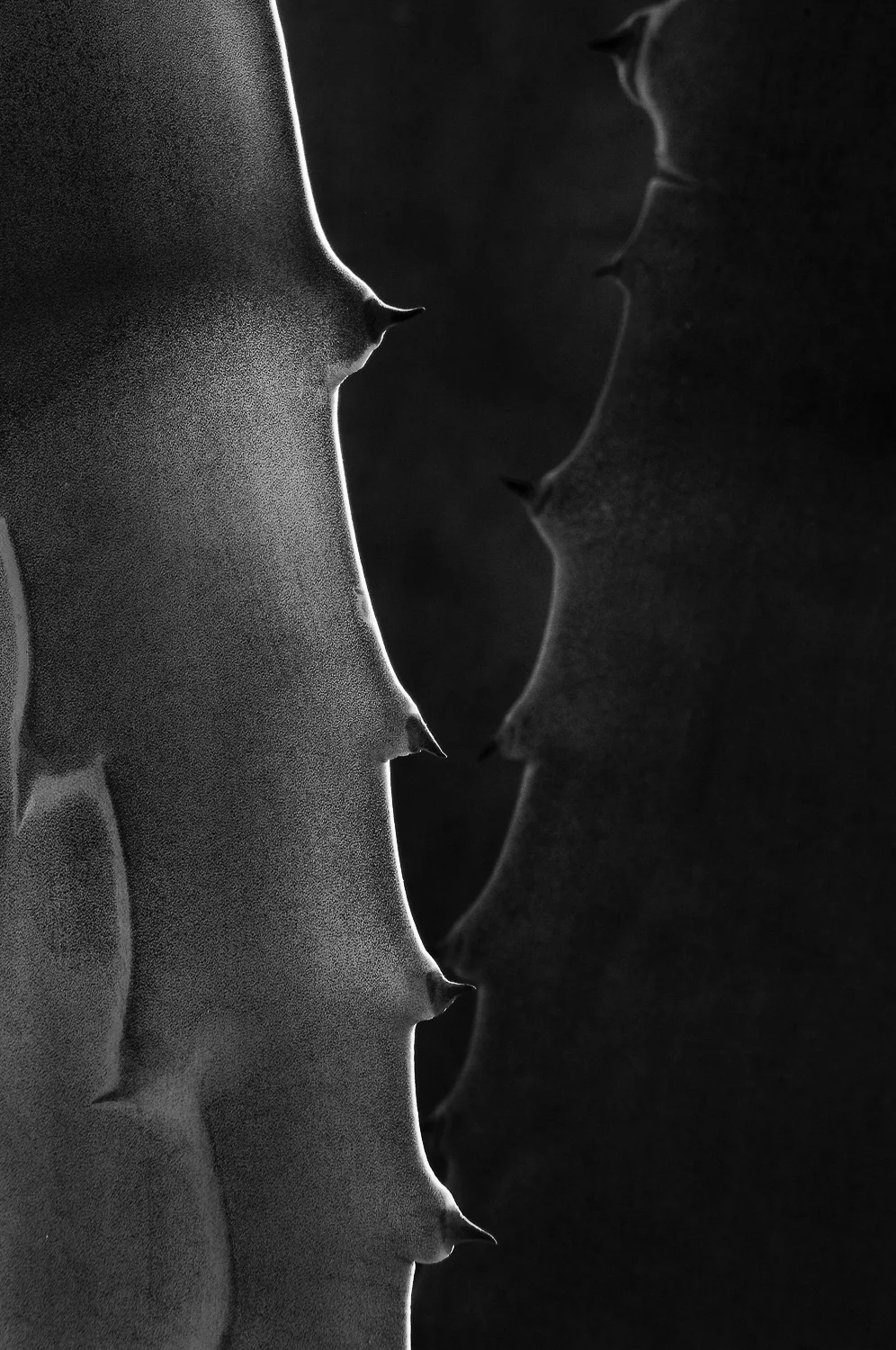 texture (47 of 77).jpg