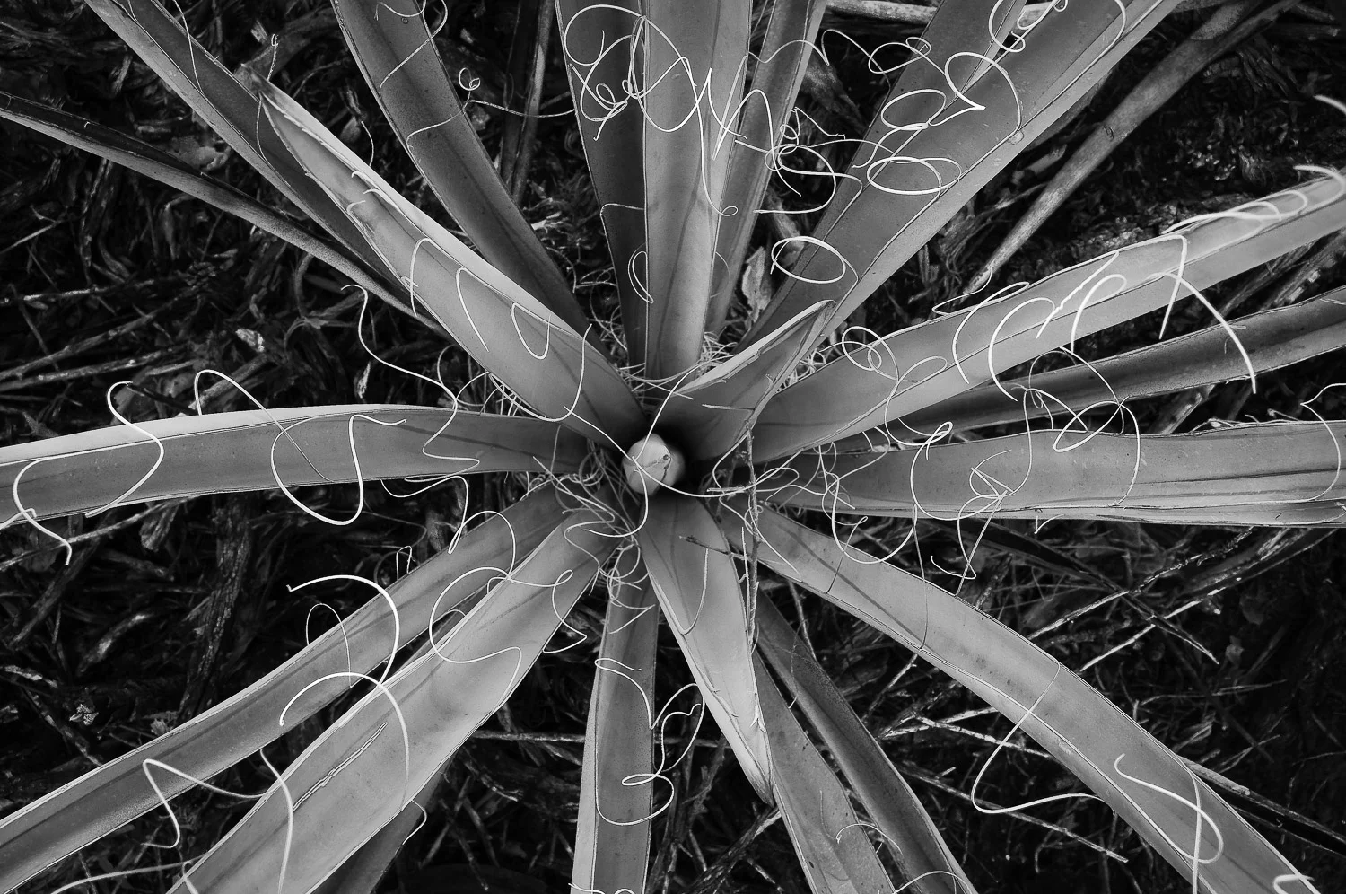 texture (50 of 77).jpg