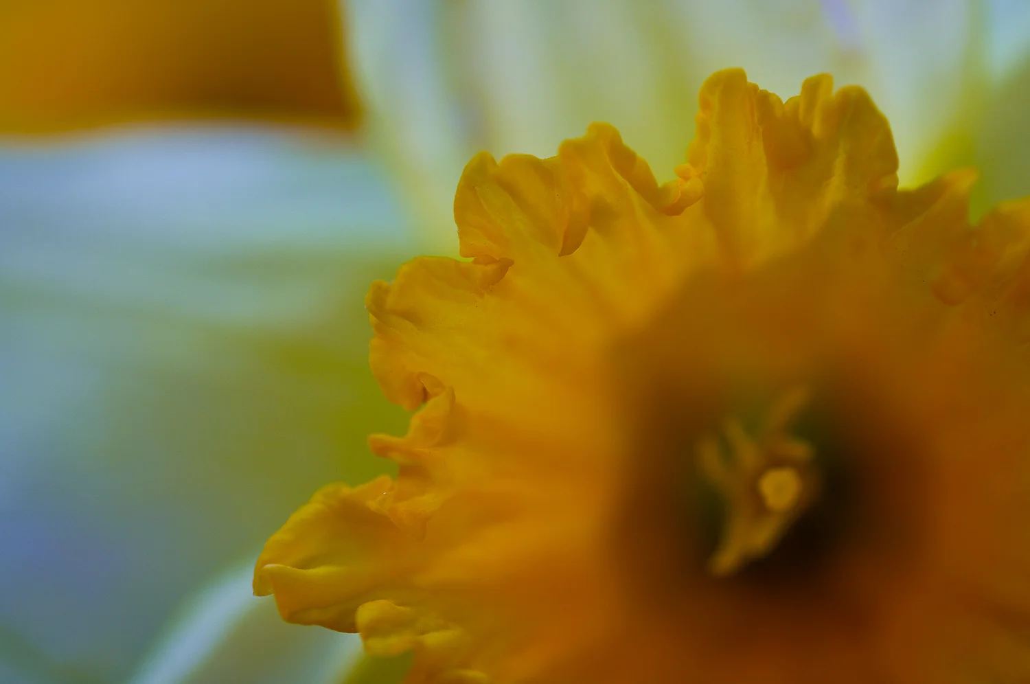 texture (51 of 77).jpg