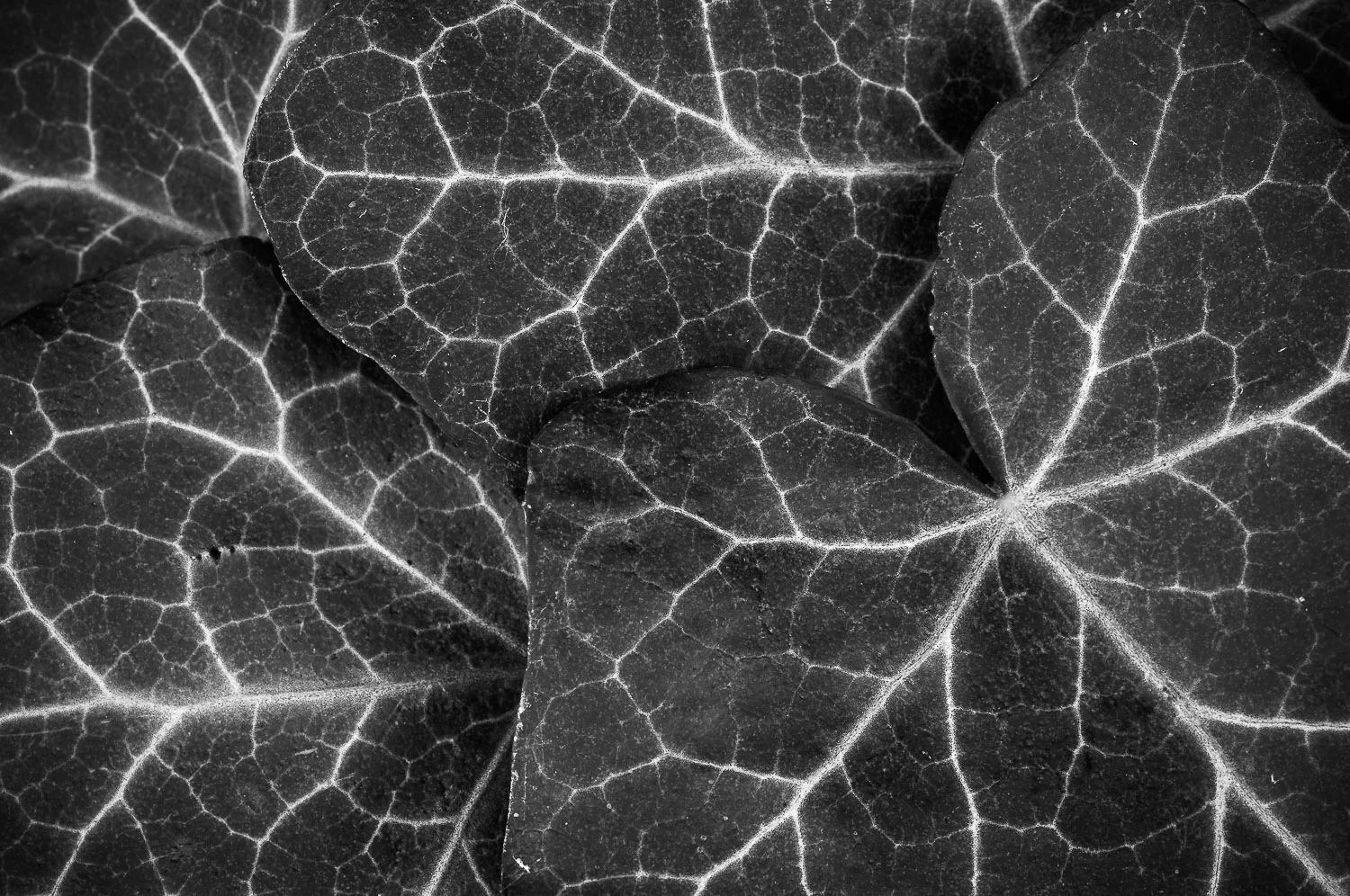 texture (53 of 77).jpg