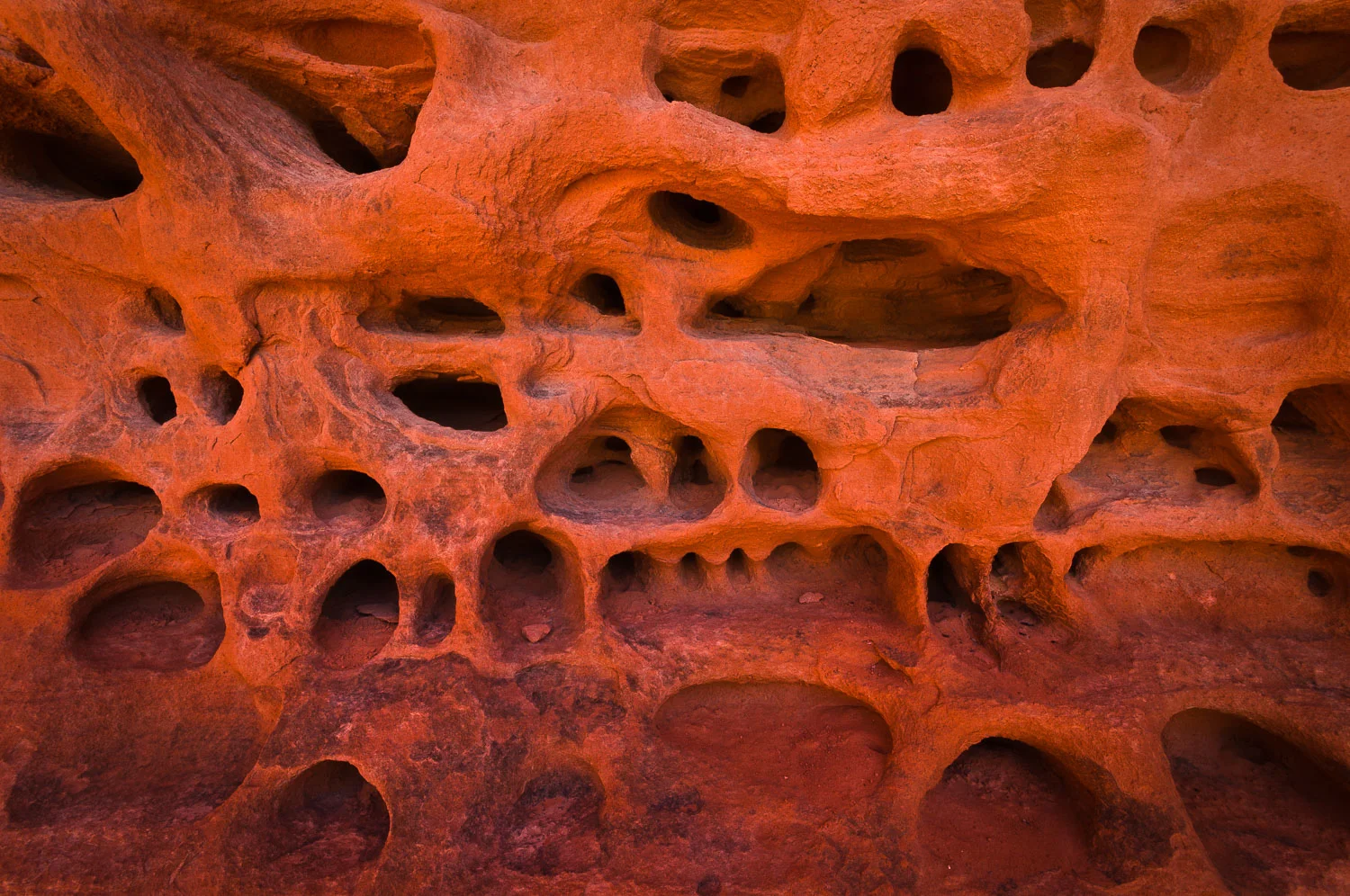 texture (60 of 77).jpg