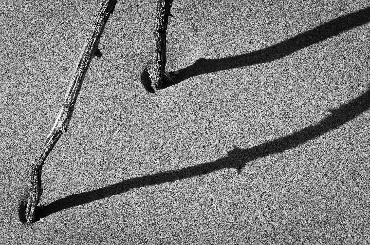 texture (72 of 77).jpg