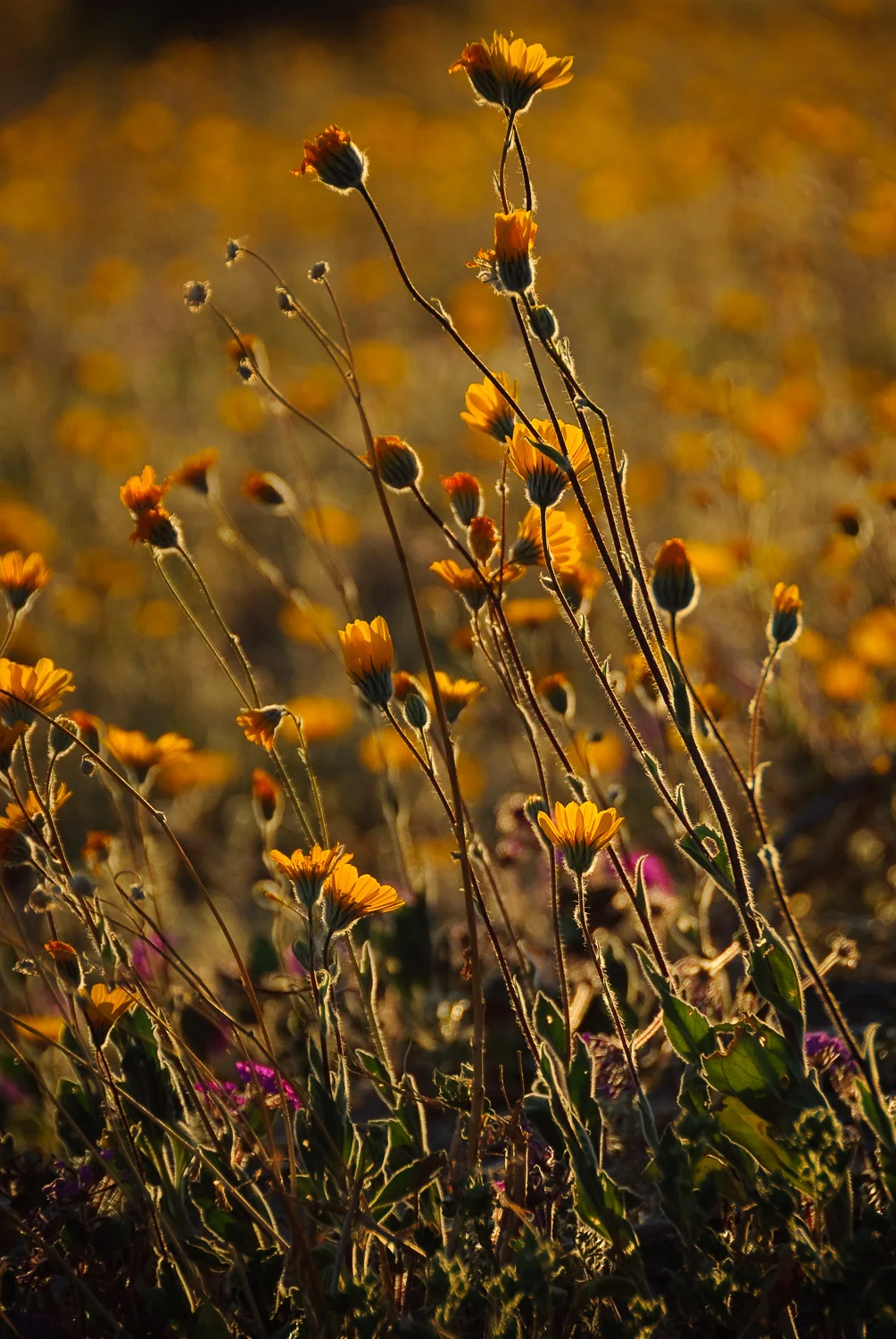 otherwild (13 of 57).jpg
