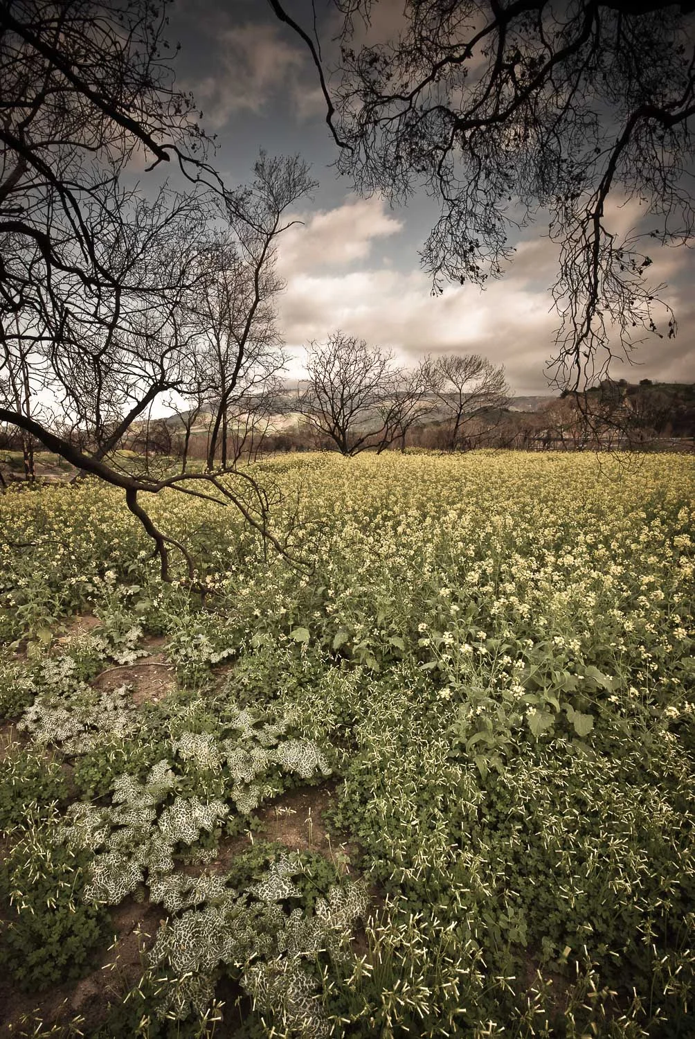 otherwild (15 of 57).jpg