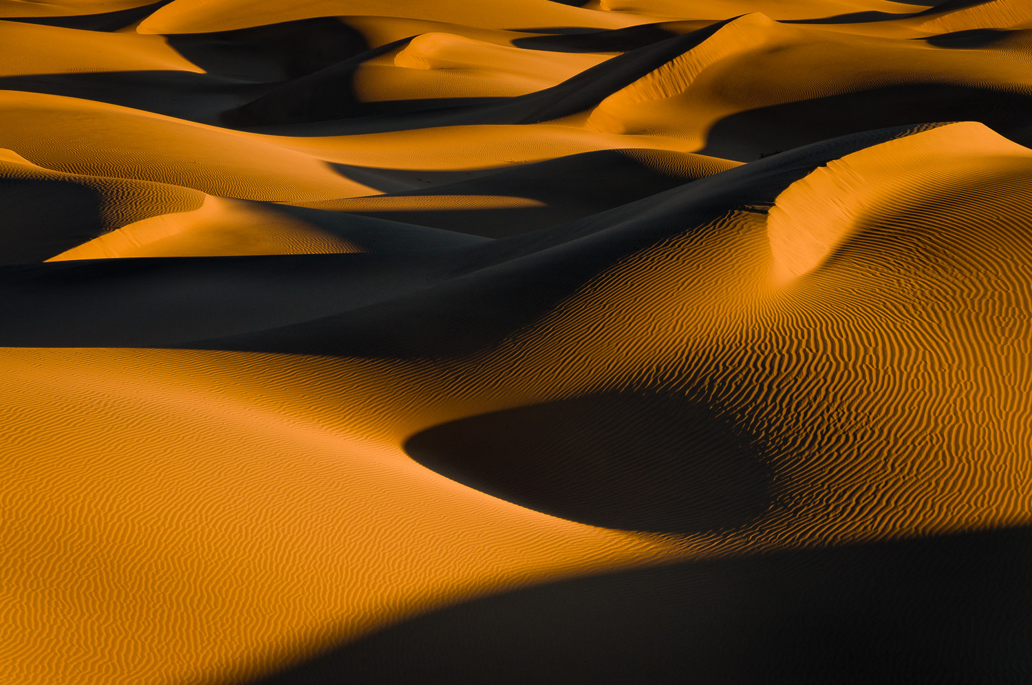 Morning on the Mesquite Dunes