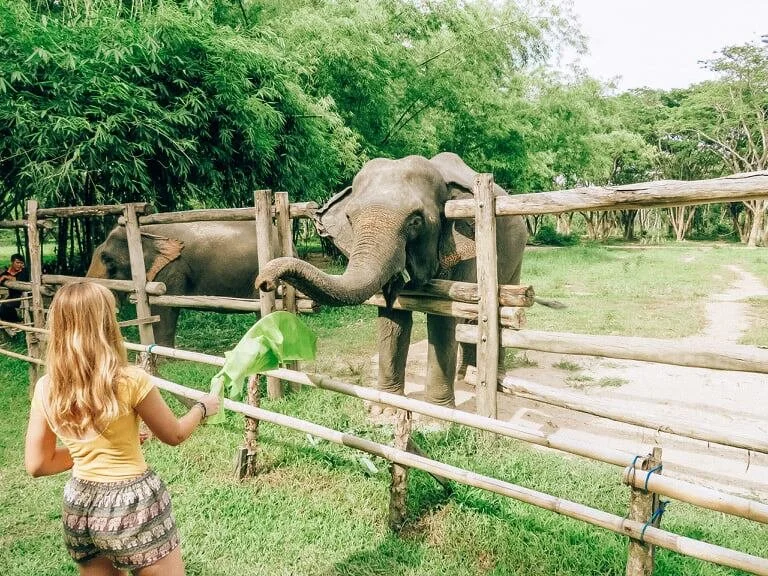 Feeding-Elephants.jpg