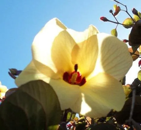 austrailia hibiscus.jpg